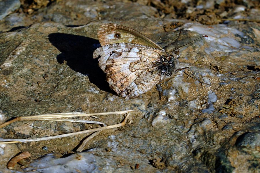 Hipparchia (Parahipparchia) aristaeus, Nymphalidae